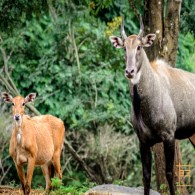 deers
