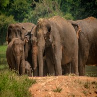 Herd of Elephants