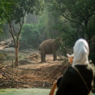 Elephant Sighting