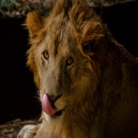 Lion sighting