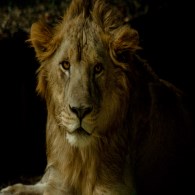 Lion sighting