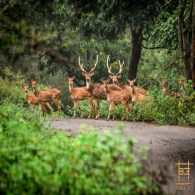 Spotted Deer