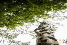 Tree Climbing