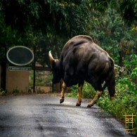 Gaur