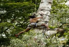 Tree Climbing