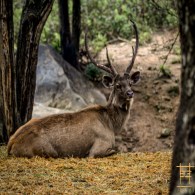 Sambar
