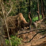 Elephant Sighting