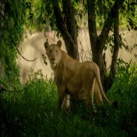 Lioness sighting