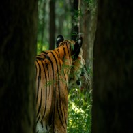 Tiger sighting