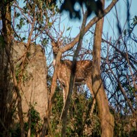 Deer basking in morning sunlight