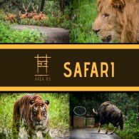 Safari