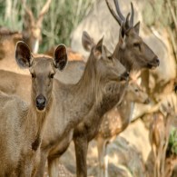 Sighting a herd of Deer