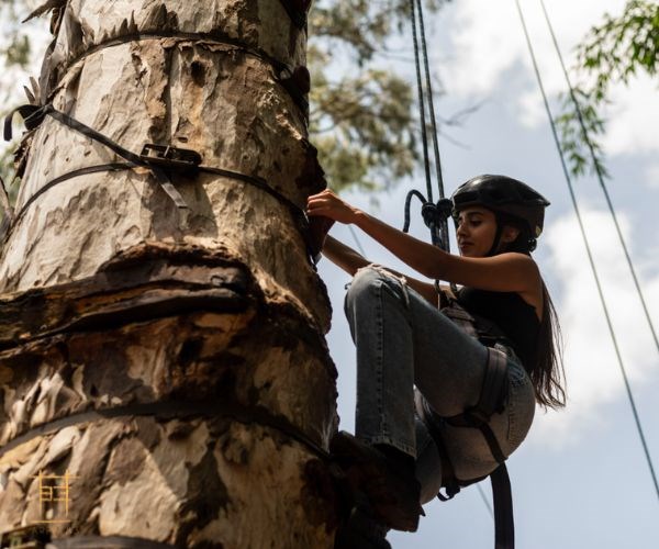 Why Tree Climbing at Area 83 Is Perfect for Nature and Adventure Lovers